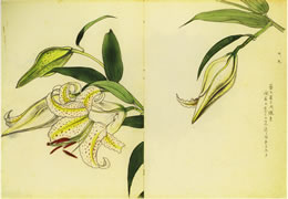 大山忠作 《游》